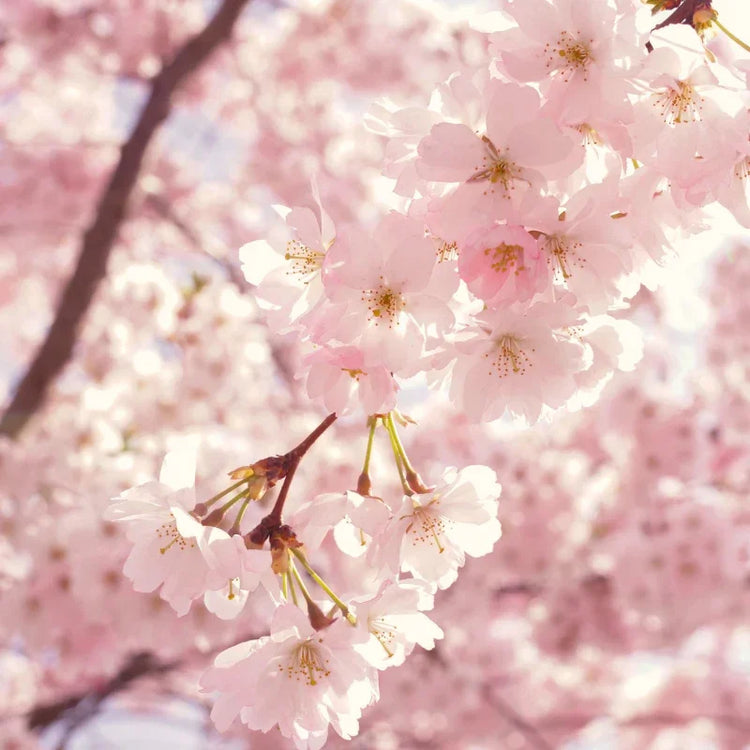 Scents For Spring